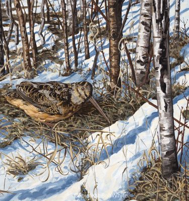 Spring Woodcock Cards