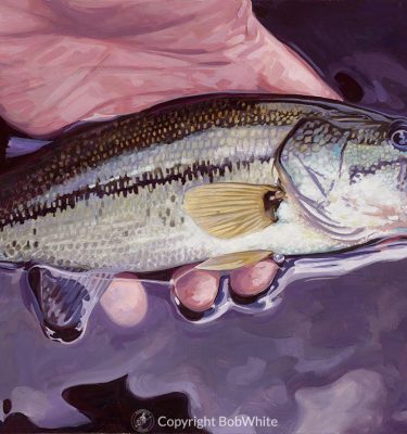 Small Fry – Largemouth Bass Cards